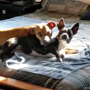 Meet your Posher, Doug